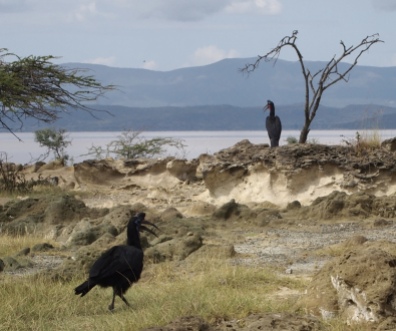 Abyssinian Ground Hornbills in Lake Langano, Ethiopia