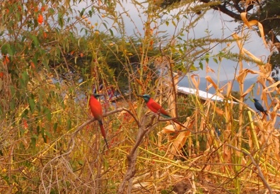 birds in Lake Langano, Ethiopia