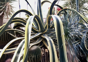 American Century Plant with Golden Barrel Cactus