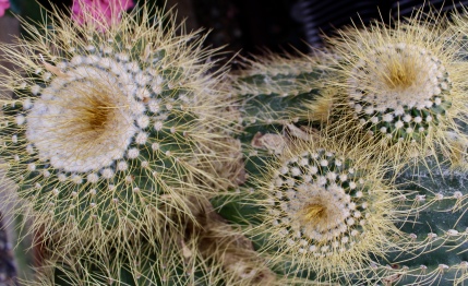 desert cacti at the Phipps