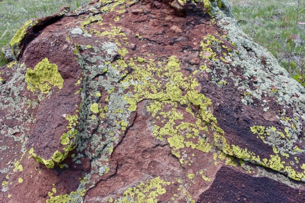 lichen on the red sandstone