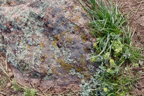 lichen-covered rock