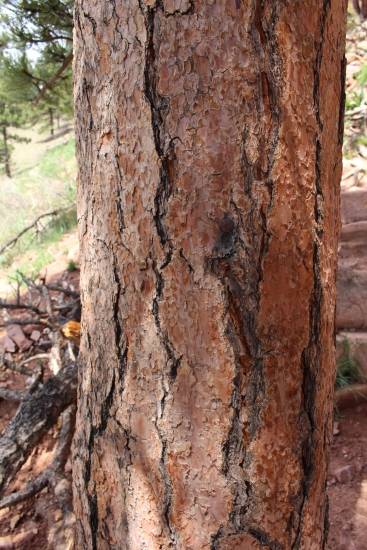 bark of the Ponderosa Pine