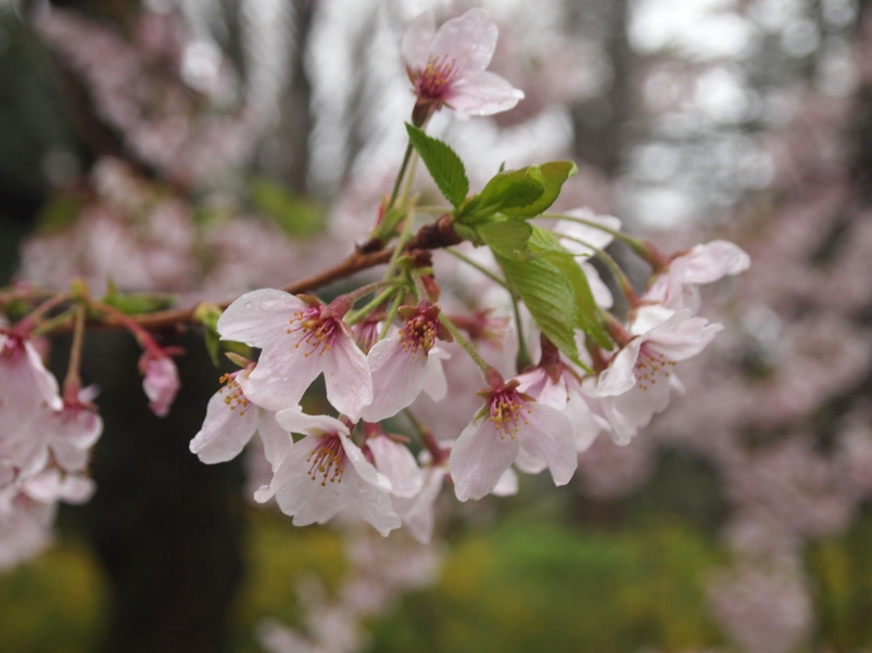 cherry blossoms at Shinjuku Gyoen Garden