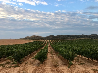 vineyards in La Rioja