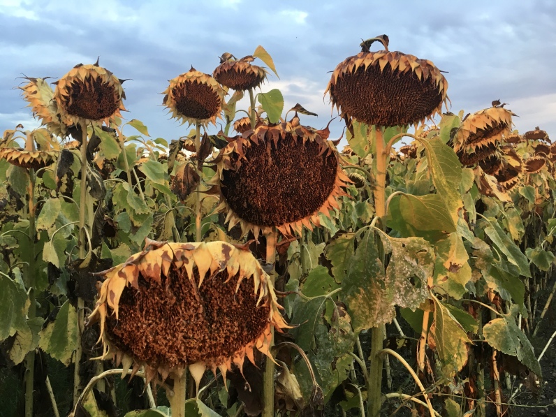 drooping sunflowers