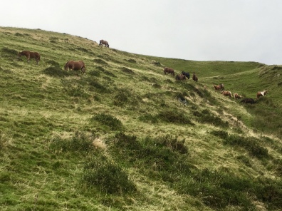 horses on the hill