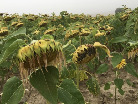 droopy sunflowers