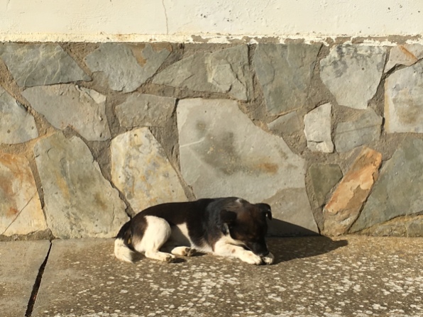 dog at rest in Moratinos