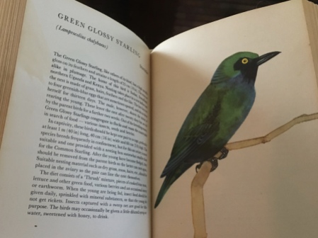 Green Glossy Starling