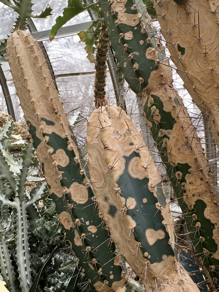 Pipe Organ Cactus
