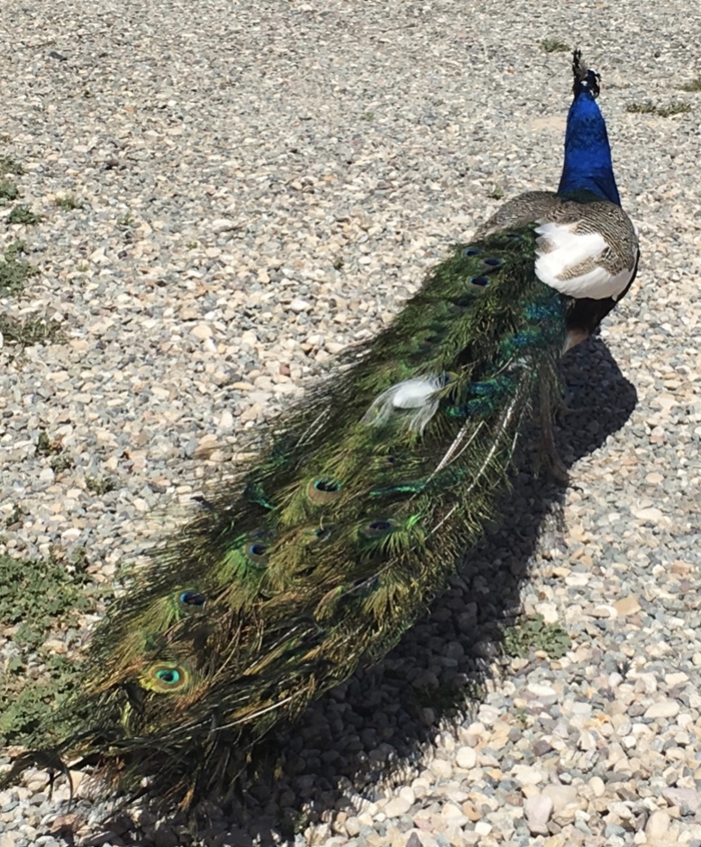 peacock at the Cooperative for Argan Oil Extraction