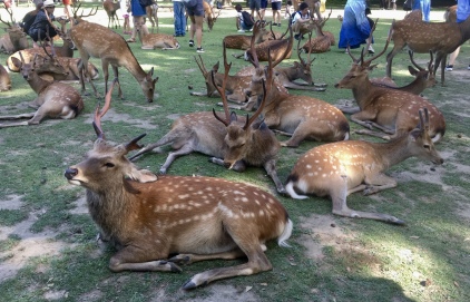 deer of Nara