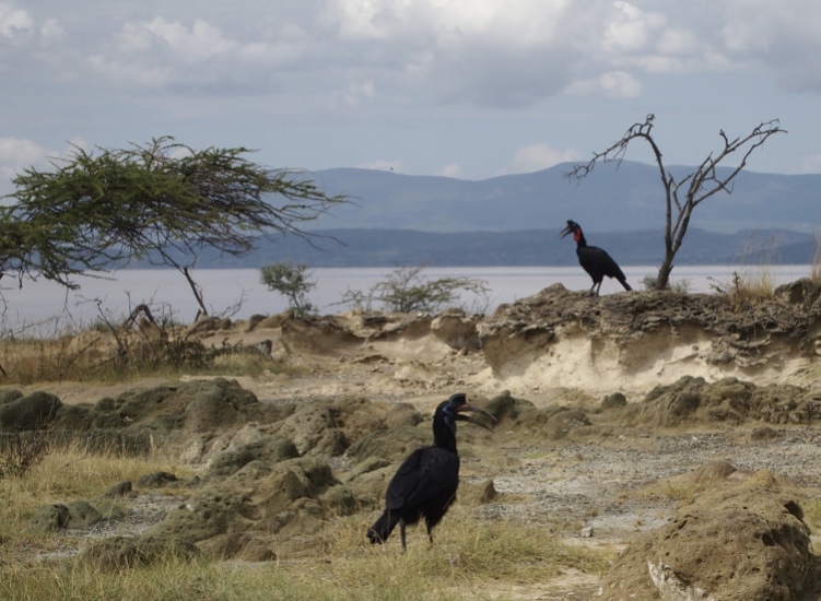Abyssinian ground hornbills