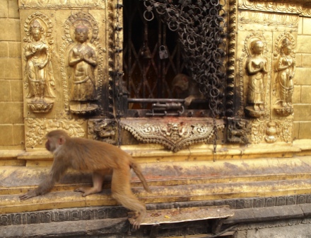 monkeys at “The Monkey Temple”