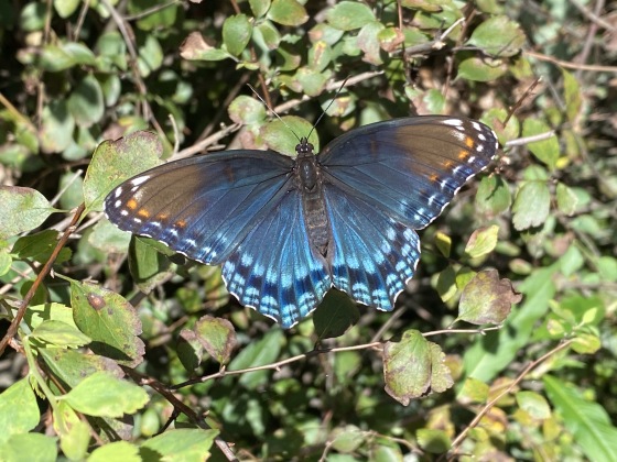 butterfly around Lake Anne