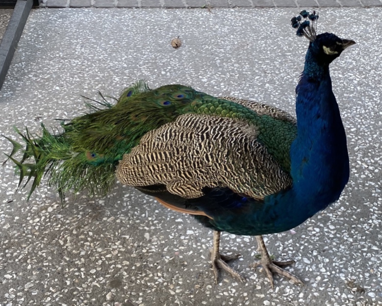 peacock at Magnolia Plantations & Gardens