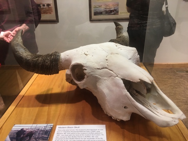 Modern Bison Skull