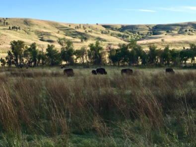 the bison herd in the distance