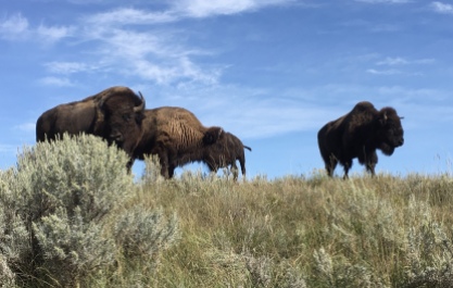 bison in Theodore Roosevelt National Park
