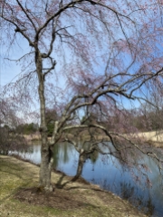 a walk around Meadowlark Gardens on 3/16