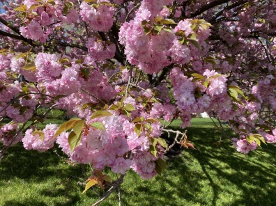 more cherry blossoms