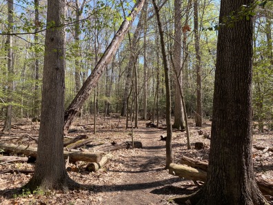 woodsy path