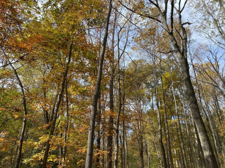 Fall trees in Virginia