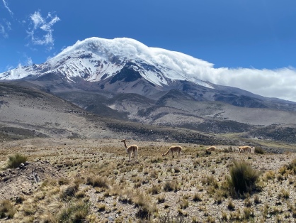 vicuña at Chimborazo