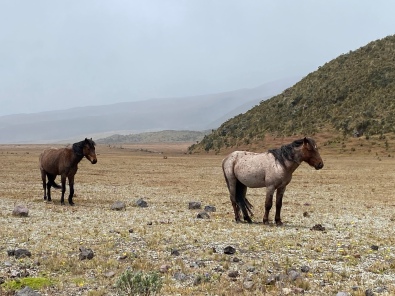 wild horses at Volcán Cotopaxi