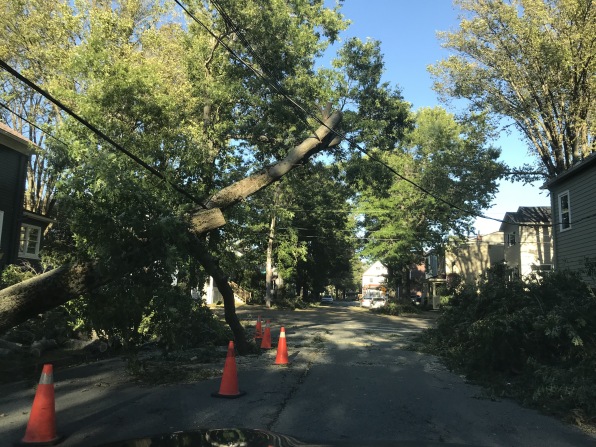 downed trees in Halifax neighborhoods