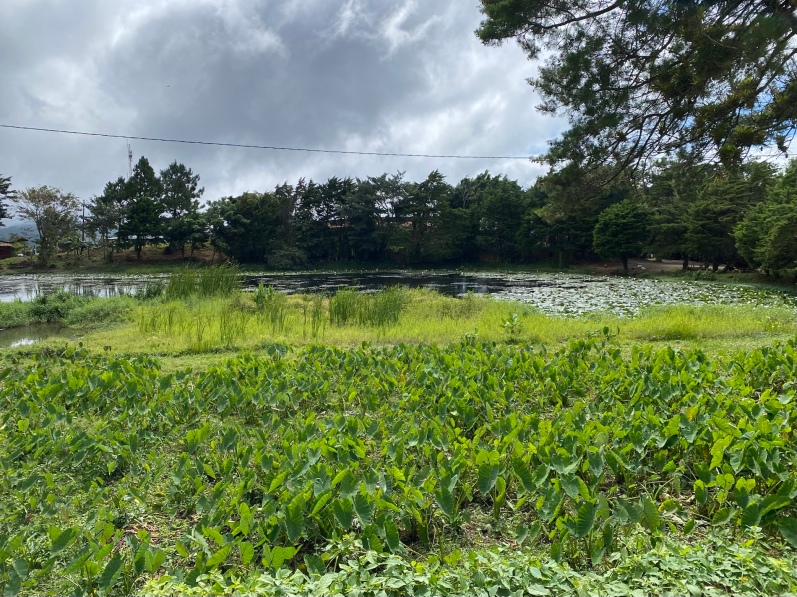 a little pond on the coffee plantation